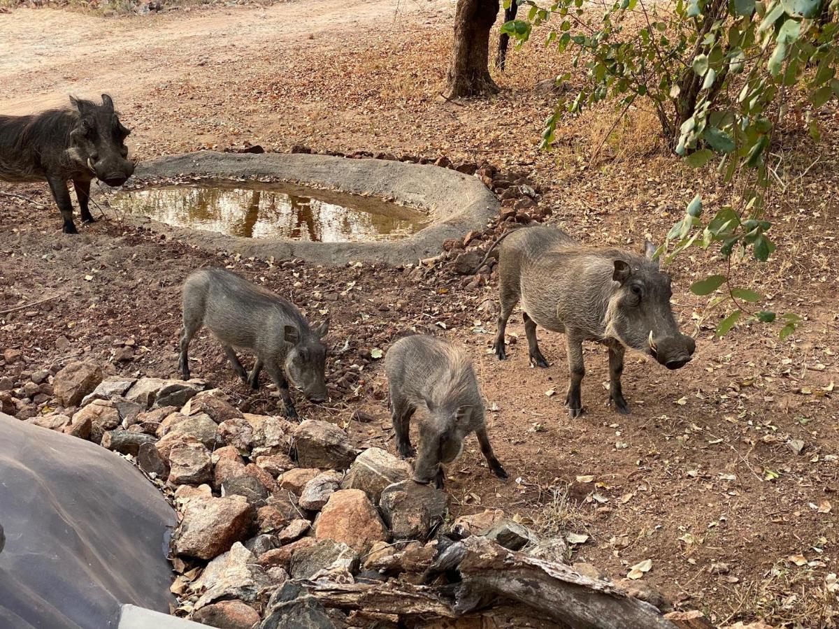 Jackals Dream - Self Catering Villa Bordering Kruger National Park マールロス・パーク エクステリア 写真