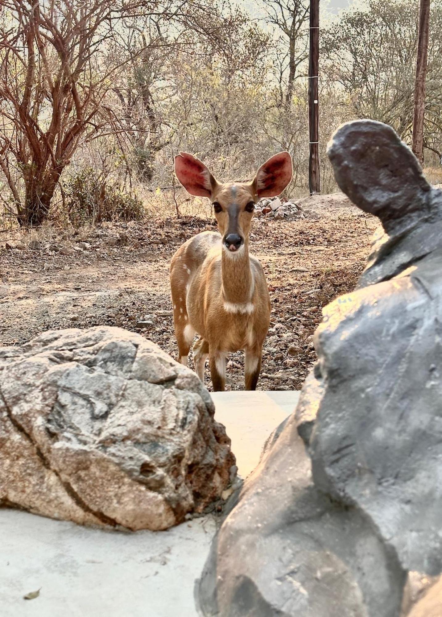 Jackals Dream - Self Catering Villa Bordering Kruger National Park マールロス・パーク エクステリア 写真
